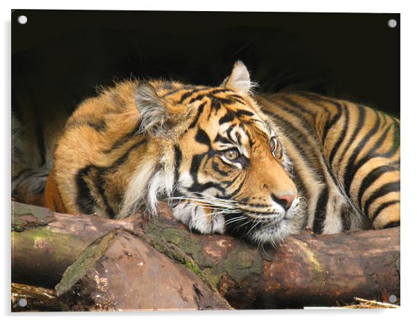 Resting Tiger Acrylic by James Buckle