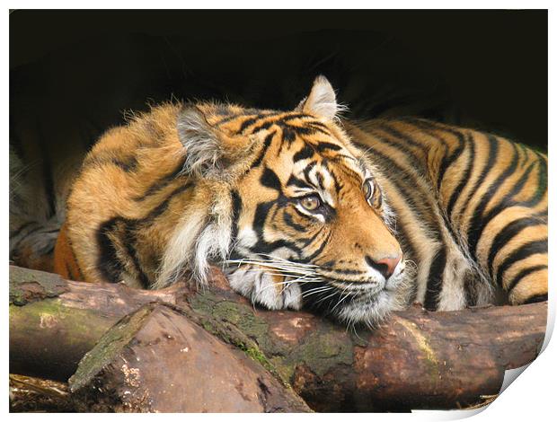 Resting Tiger Print by James Buckle