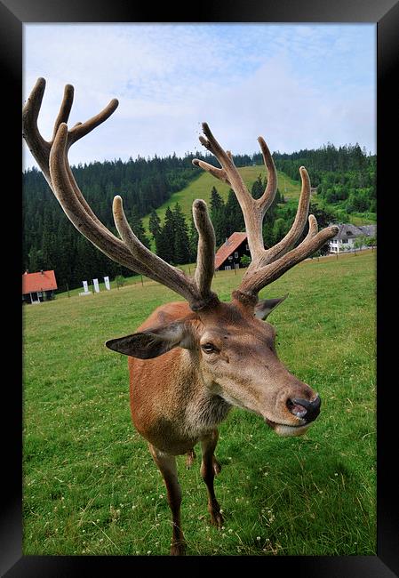 Deer with impressive antlers Framed Print by Matthias Hauser