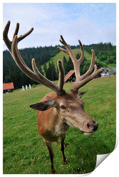 Deer with impressive antlers Print by Matthias Hauser