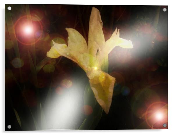 Iris Fantasy. Acrylic by Heather Goodwin