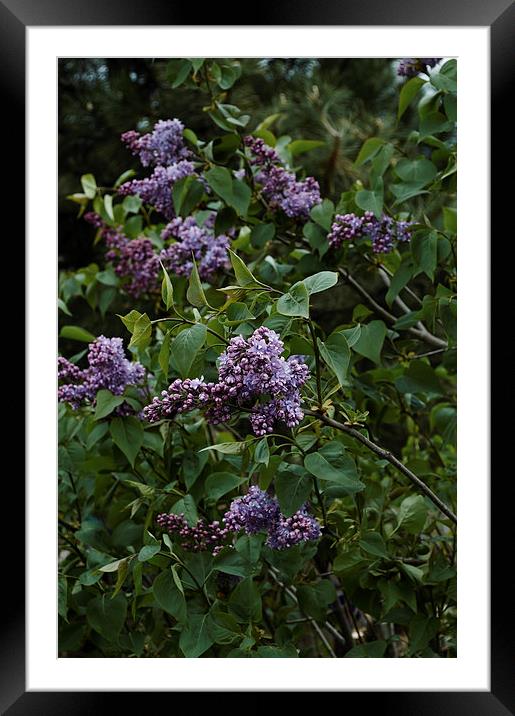 lilac blooming Framed Mounted Print by Adrian Bud