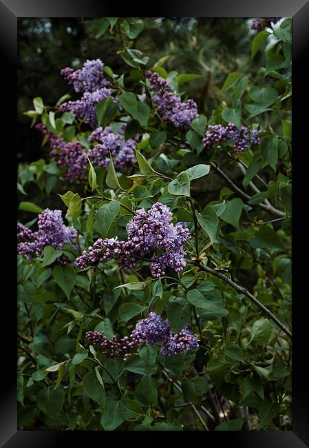 lilac blooming Framed Print by Adrian Bud