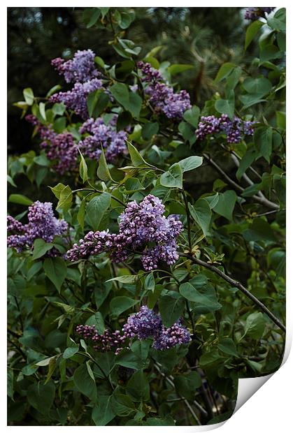 lilac blooming Print by Adrian Bud