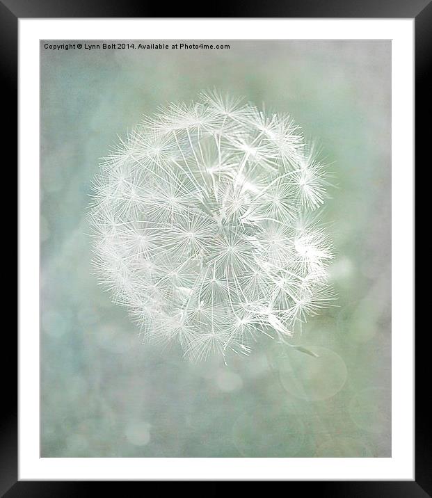 Seed Head Framed Mounted Print by Lynn Bolt