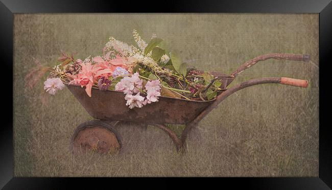 Floral Barrow Framed Print by Gaynor Duthie