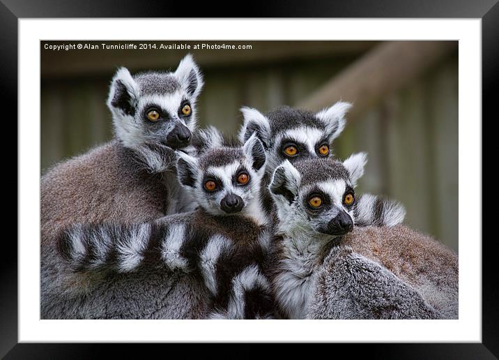 A Glimpse of Lemur Family Life Framed Mounted Print by Alan Tunnicliffe