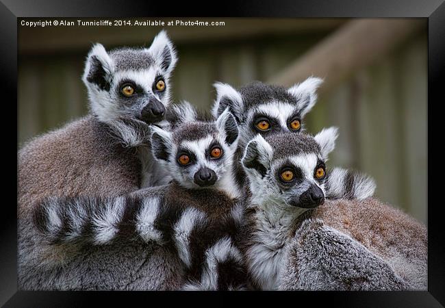 A Glimpse of Lemur Family Life Framed Print by Alan Tunnicliffe