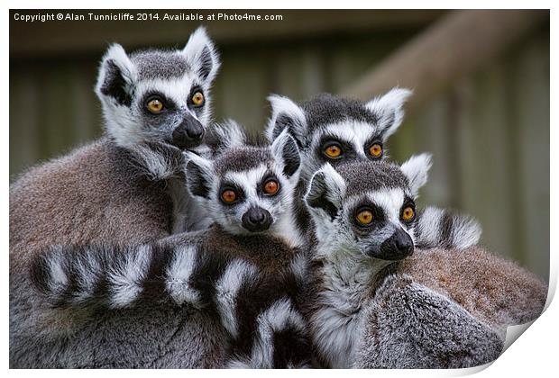 A Glimpse of Lemur Family Life Print by Alan Tunnicliffe