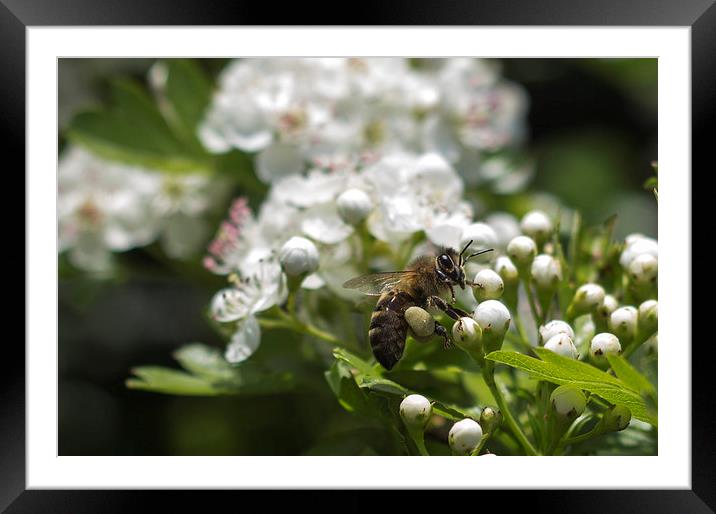 Bee landing on Thorn Blossom Framed Mounted Print by Daniel Garner