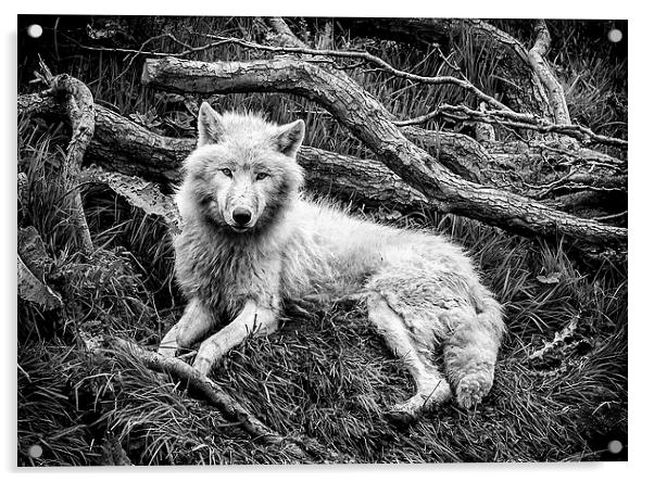 Arctic Wolf Acrylic by Andy McGarry