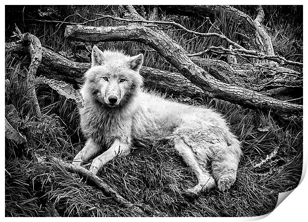 Arctic Wolf Print by Andy McGarry