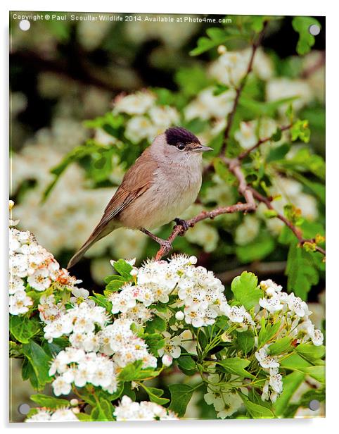 Blackcap Acrylic by Paul Scoullar