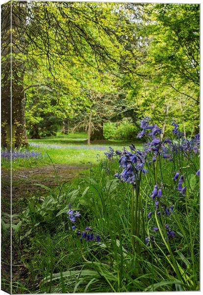 Bluebell Wood Canvas Print by Phil Wareham