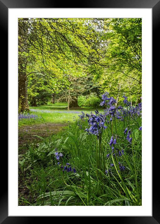 Bluebell Wood Framed Mounted Print by Phil Wareham