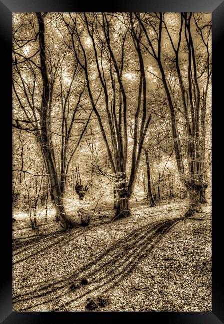 The Spring Forest Framed Print by David Pyatt