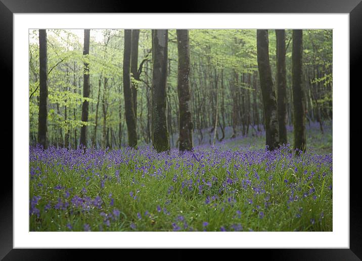 Bluebells in Hooke Woods Framed Mounted Print by Paul Brewer