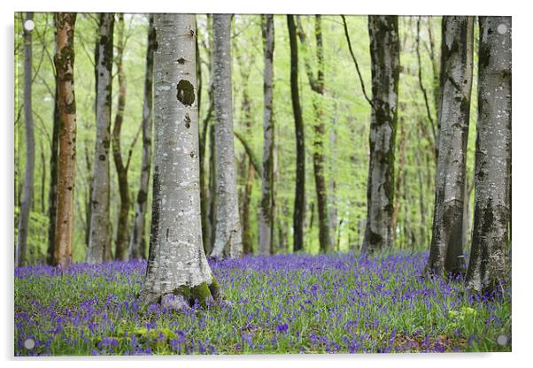 Bluebells in Hooke Woods Acrylic by Paul Brewer
