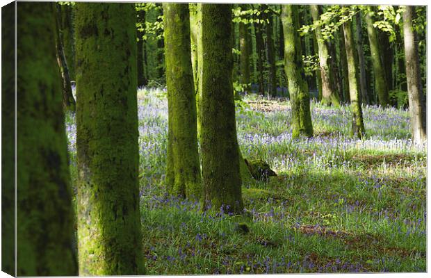 Bluebells in Hooke Woods Canvas Print by Paul Brewer