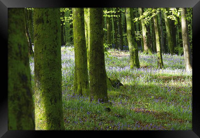 Bluebells in Hooke Woods Framed Print by Paul Brewer