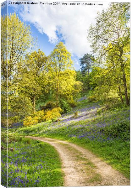 Track Through Bluebell Woods Canvas Print by Graham Prentice
