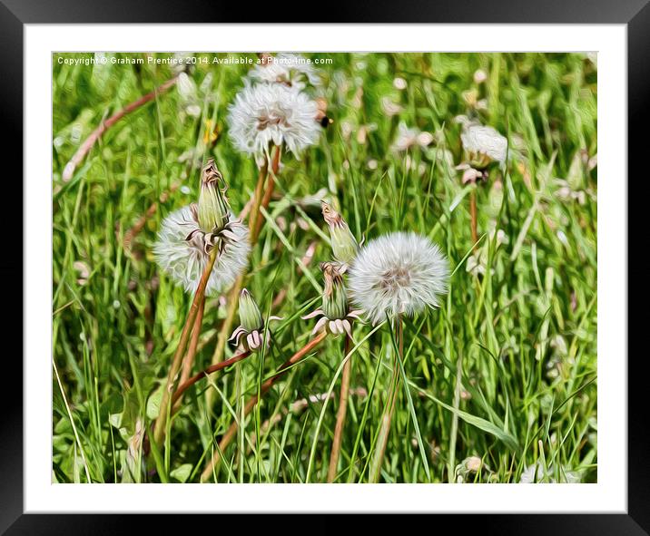 Dandelion Clocks Framed Mounted Print by Graham Prentice