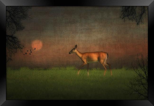 Wildlife At Sunset Framed Print by Tom York