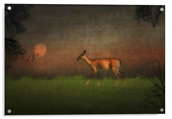 Wildlife At Sunset Acrylic by Tom York