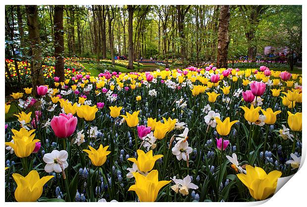 Colorful Corner Of The Keukenhof Garden 1. Tulips  Print by Jenny Rainbow
