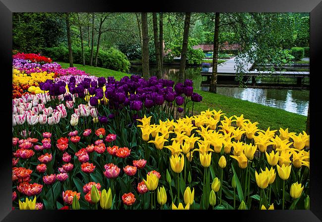 Colorful Corner of the Keukenhof Garden. Tulips Di Framed Print by Jenny Rainbow