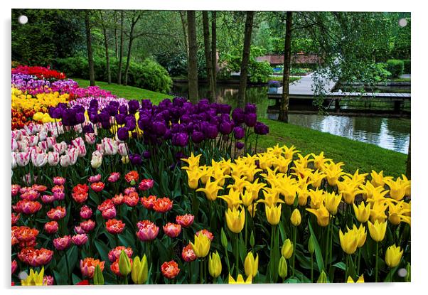 Colorful Corner of the Keukenhof Garden. Tulips Di Acrylic by Jenny Rainbow