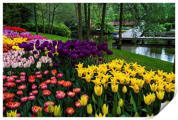 Colorful Corner of the Keukenhof Garden. Tulips Di Print by Jenny Rainbow