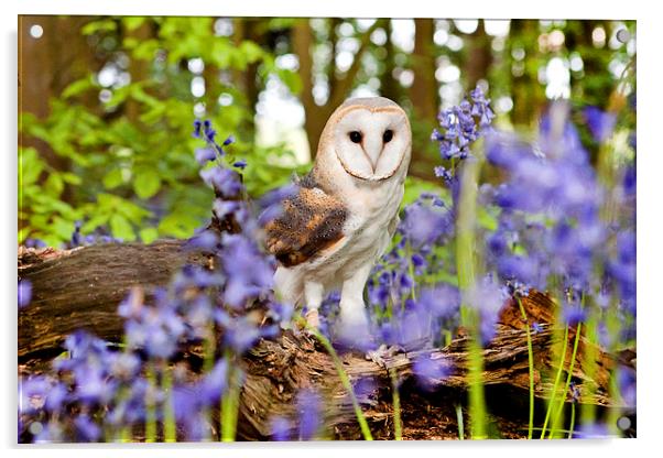 Barn Owl in Bluebells Acrylic by Paul Macro