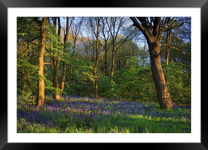 Bluebell Wood Framed Mounted Print by Darren Galpin