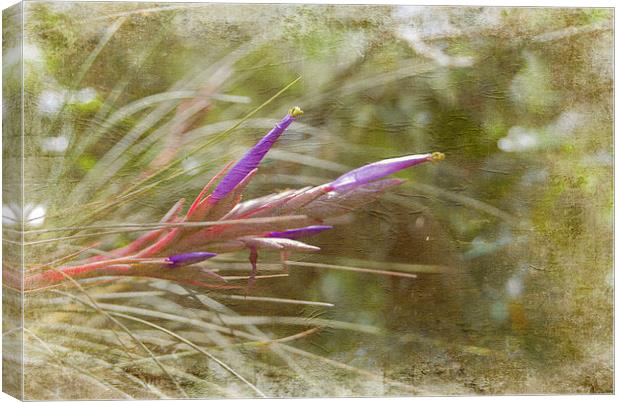 Signs of Spring Canvas Print by Judy Hall-Folde