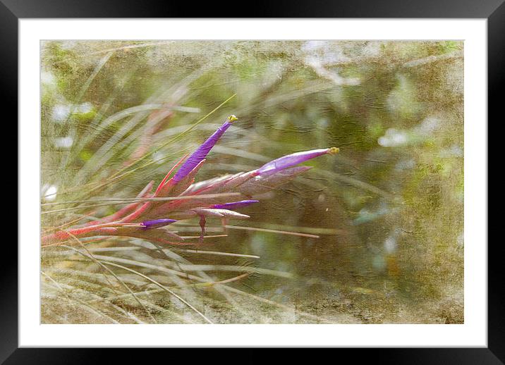 Signs of Spring Framed Mounted Print by Judy Hall-Folde