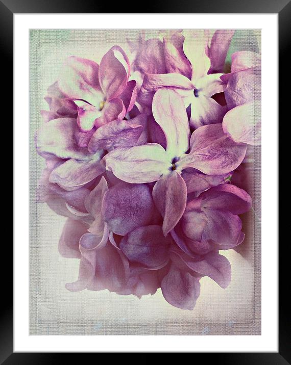 Lilac Dream Framed Mounted Print by Rosanna Zavanaiu