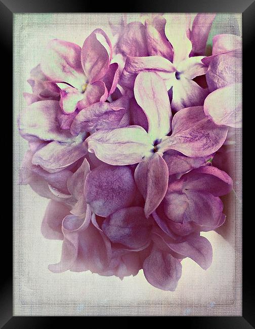 Lilac Dream Framed Print by Rosanna Zavanaiu