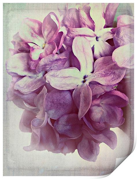Lilac Dream Print by Rosanna Zavanaiu