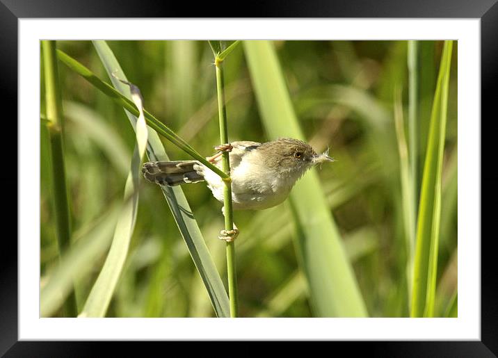 Graceful Prinia Framed Mounted Print by Jacqueline Burrell