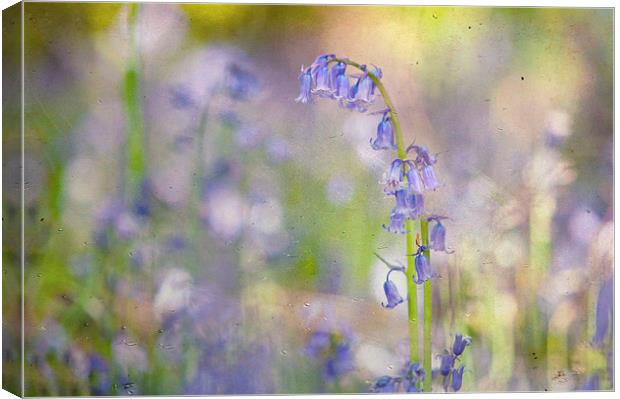 Just Bluebells Canvas Print by Dawn Cox