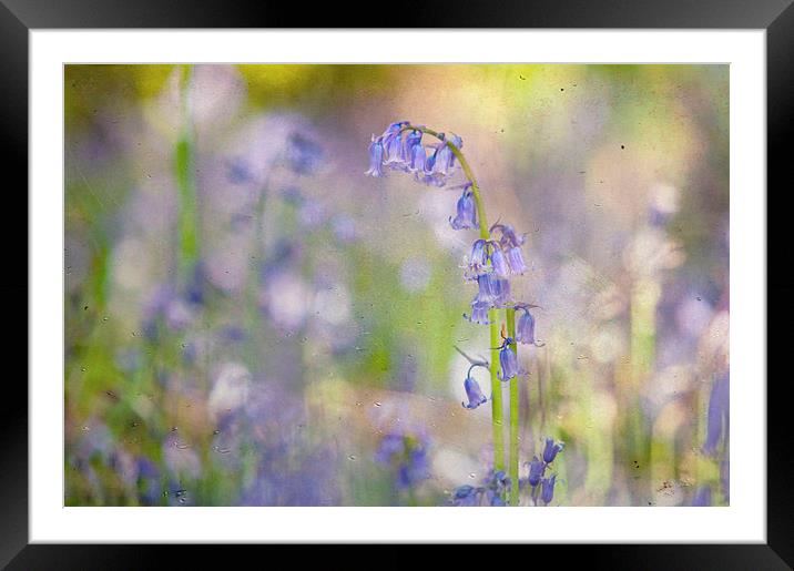 Just Bluebells Framed Mounted Print by Dawn Cox