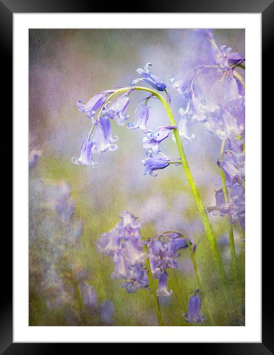 Belle Blue Framed Mounted Print by Dawn Cox