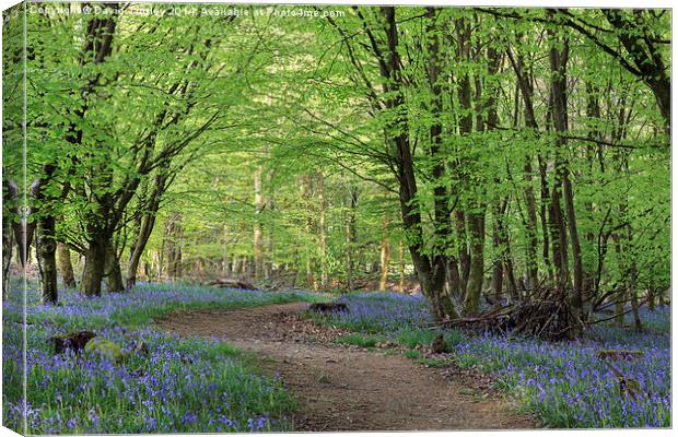 Beech and Bluebell Walk Canvas Print by David Tinsley