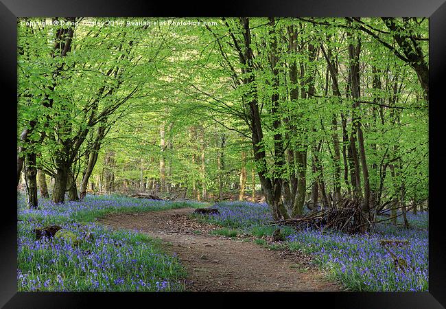 Beech and Bluebell Walk Framed Print by David Tinsley