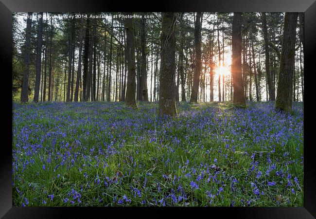 Sunlit Bluebell Woods Framed Print by David Tinsley