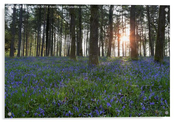 Sunlit Bluebell Woods Acrylic by David Tinsley