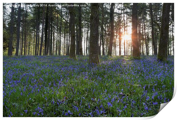 Sunlit Bluebell Woods Print by David Tinsley