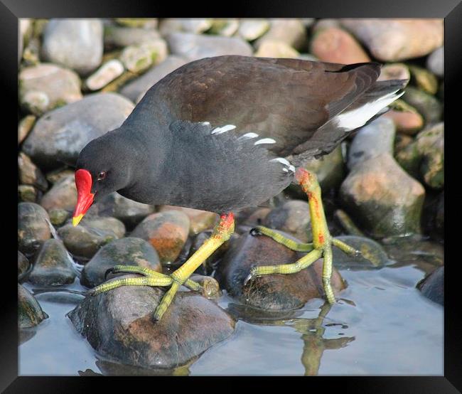 Moorhen Framed Print by Nigel Barrett Canvas