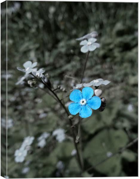 Delicate Blue Flower Canvas Print by Nicola Hawkes